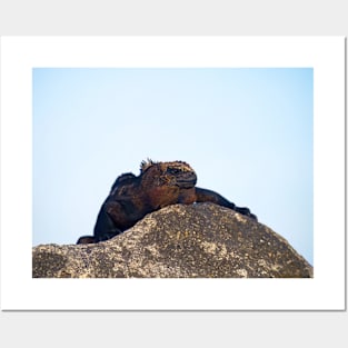 SUNBATHING LIZARD Posters and Art